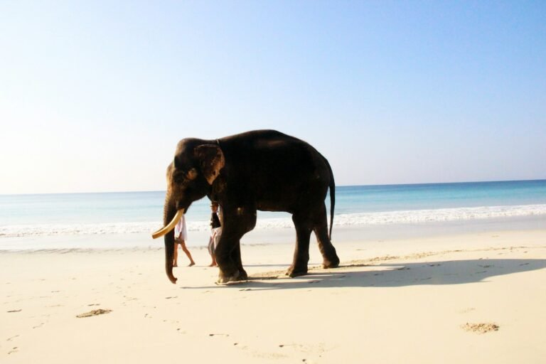 6 NIght Kerala Family tour package